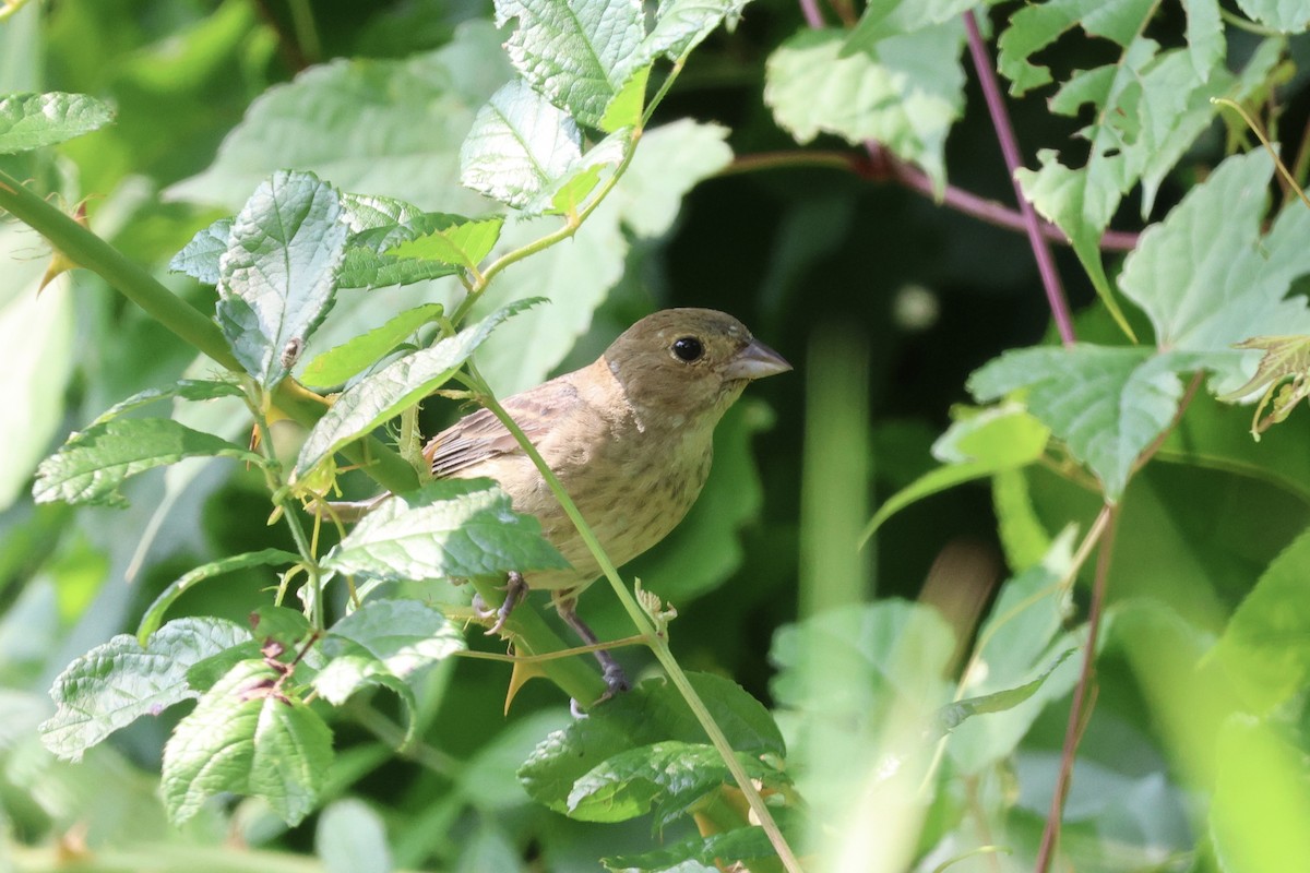 Indigo Bunting - ML600039981