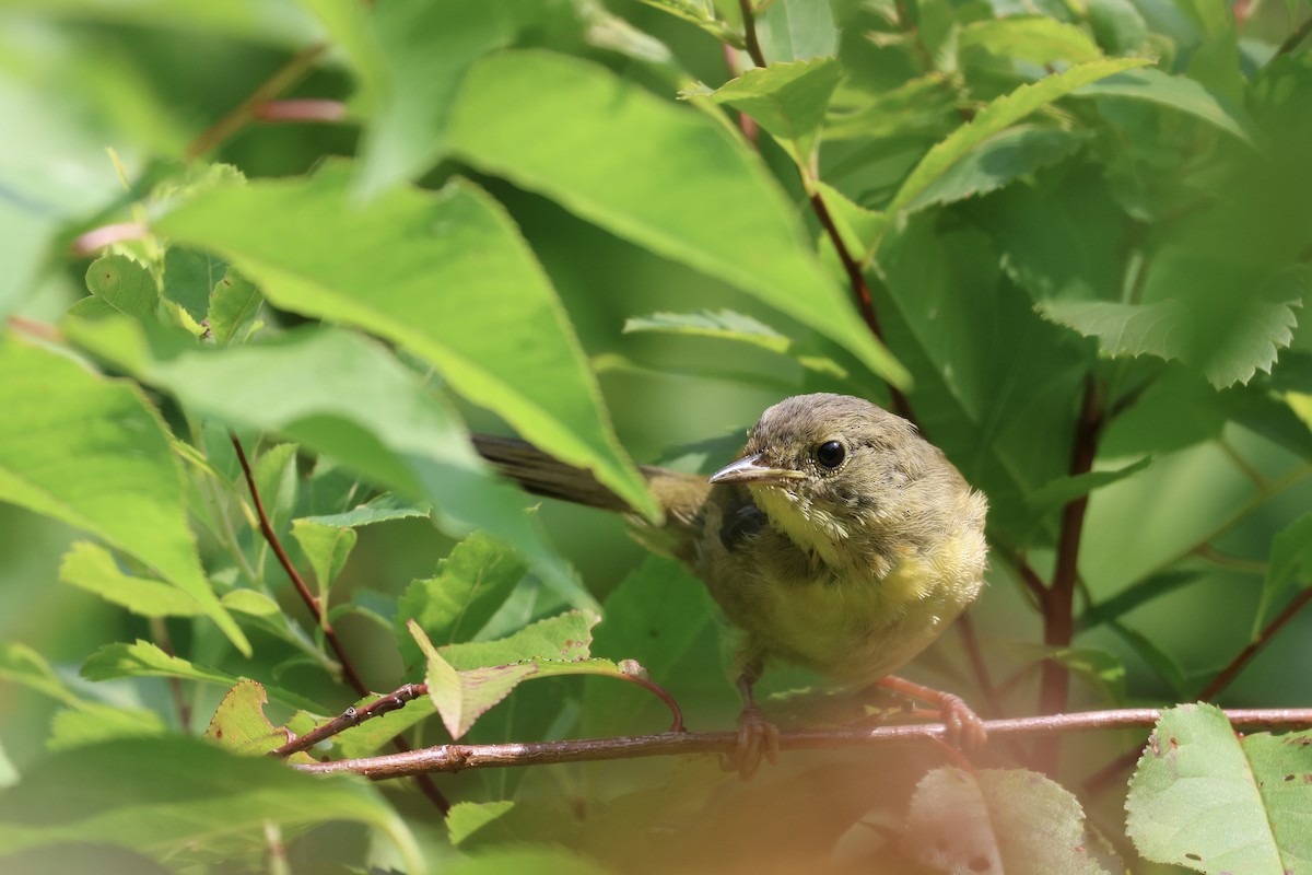 Common Yellowthroat - ML600040111