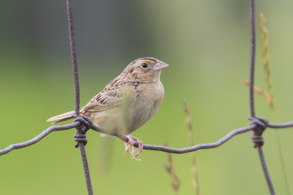Grasshopper Sparrow - ML600040461