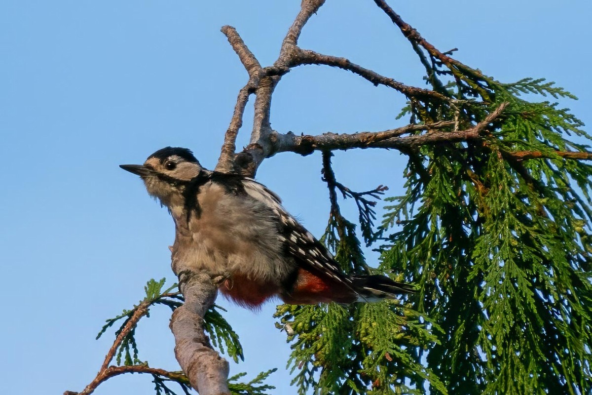 Great Spotted Woodpecker - Rick Wilhoit