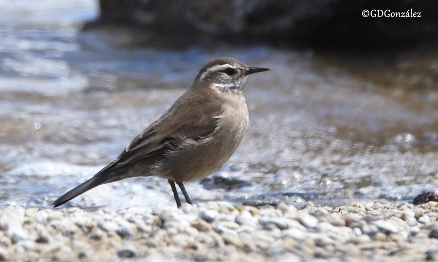 Buff-winged Cinclodes - ML600040851