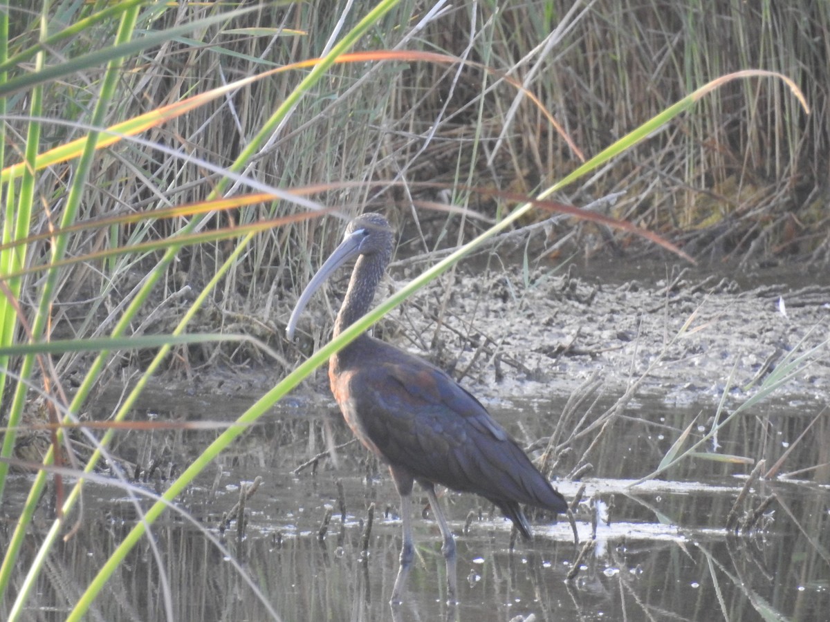 ibis hnědý - ML600041021