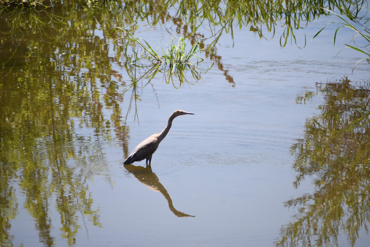 Reddish Egret - ML600041121