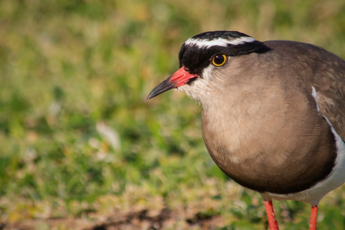 Crowned Lapwing - ML600041511