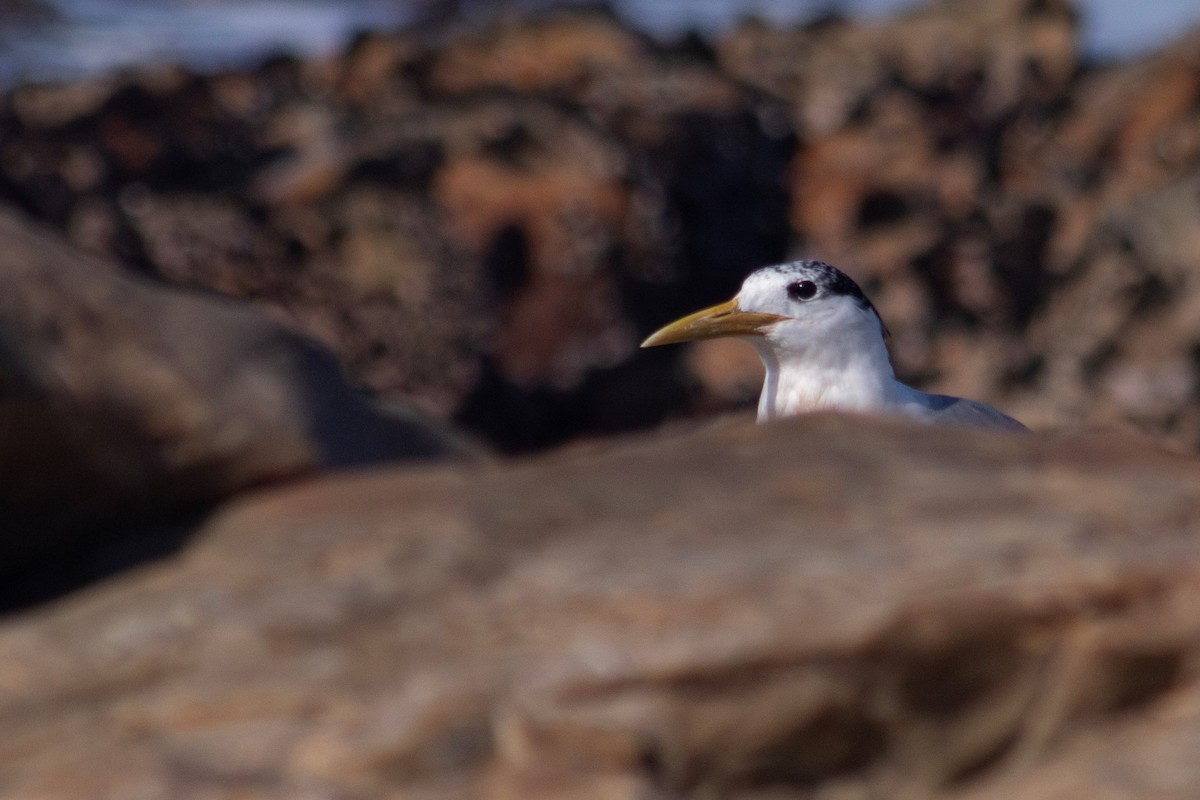 Great Crested Tern - ML600041631