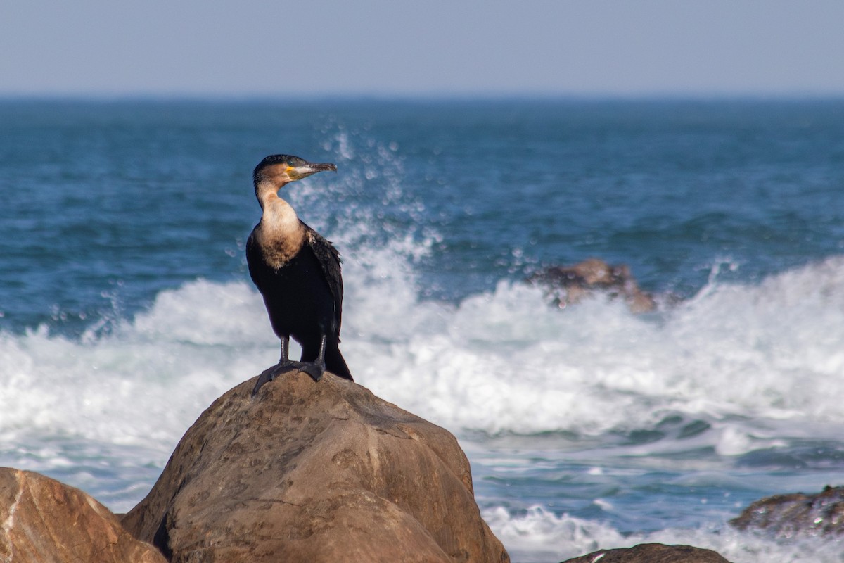Great Cormorant - Retief Williams