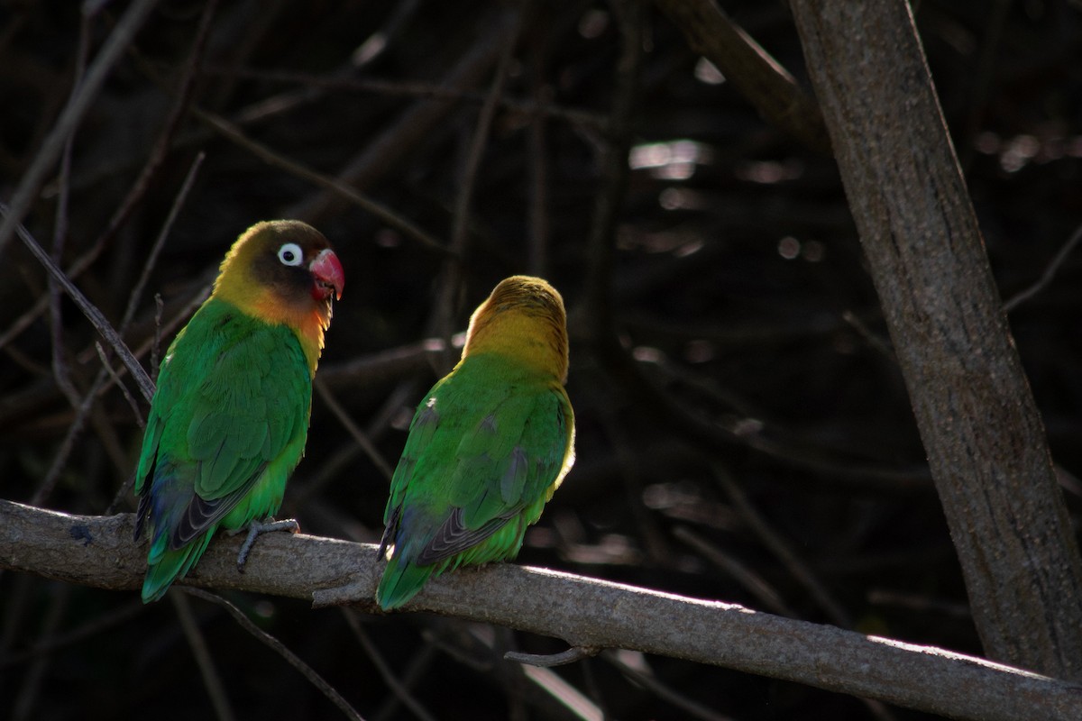 Yellow-collared Lovebird (Domestic type) - ML600041781