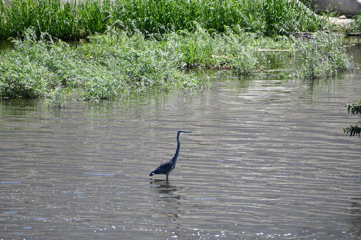 Great Blue Heron - ML600042451
