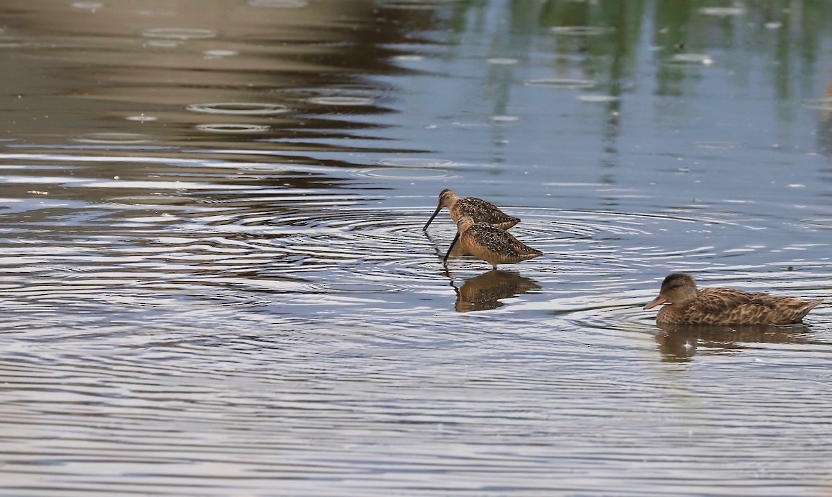 Long-billed Dowitcher - ML600042481
