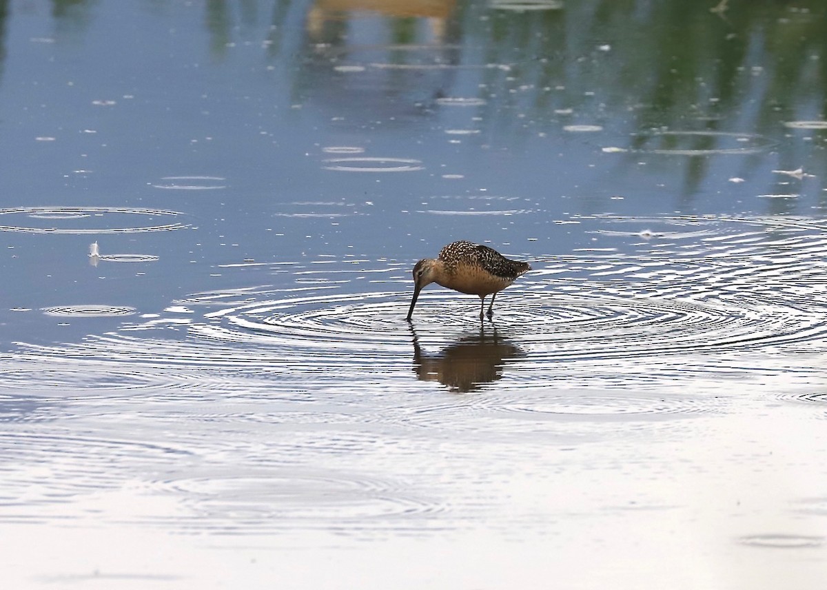 Long-billed Dowitcher - ML600042521