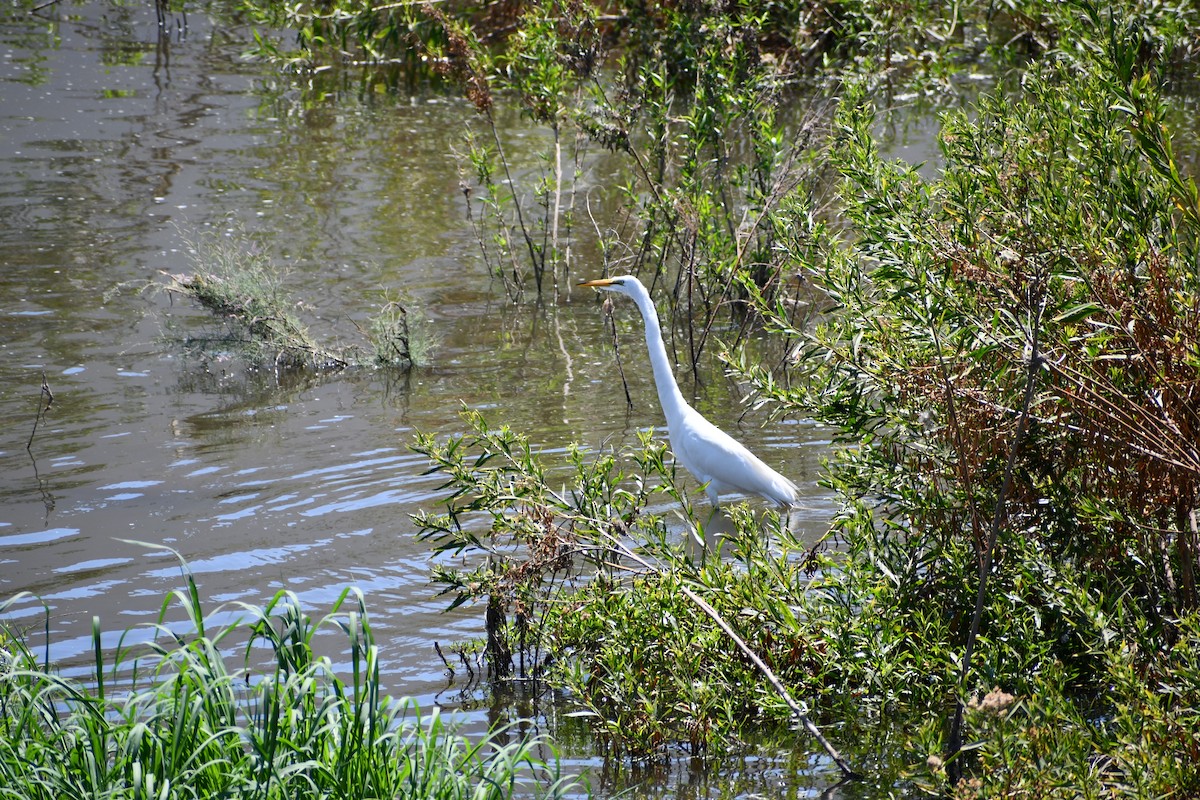 Great Egret - ML600042531