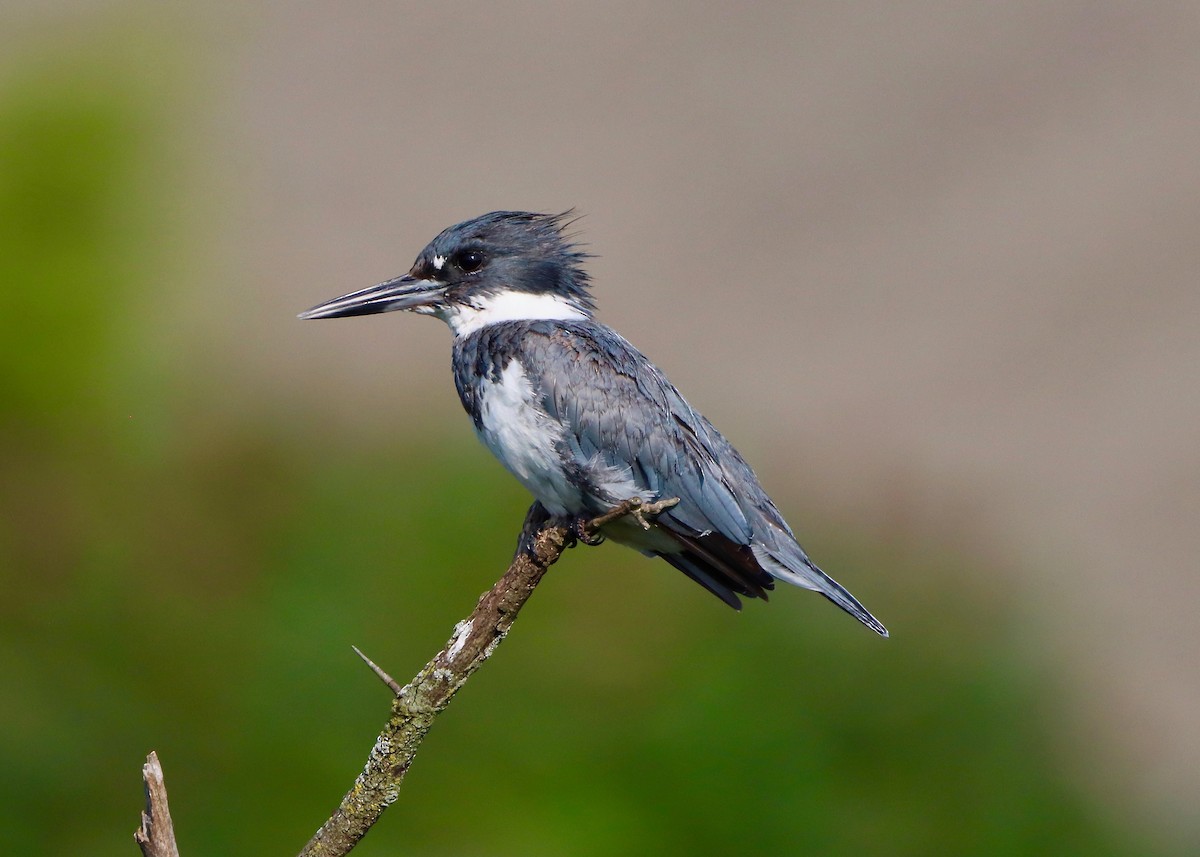 Belted Kingfisher - Stephen Taylor