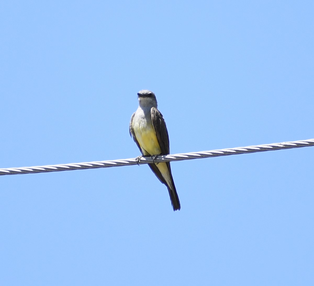 Western Kingbird - ML600044341