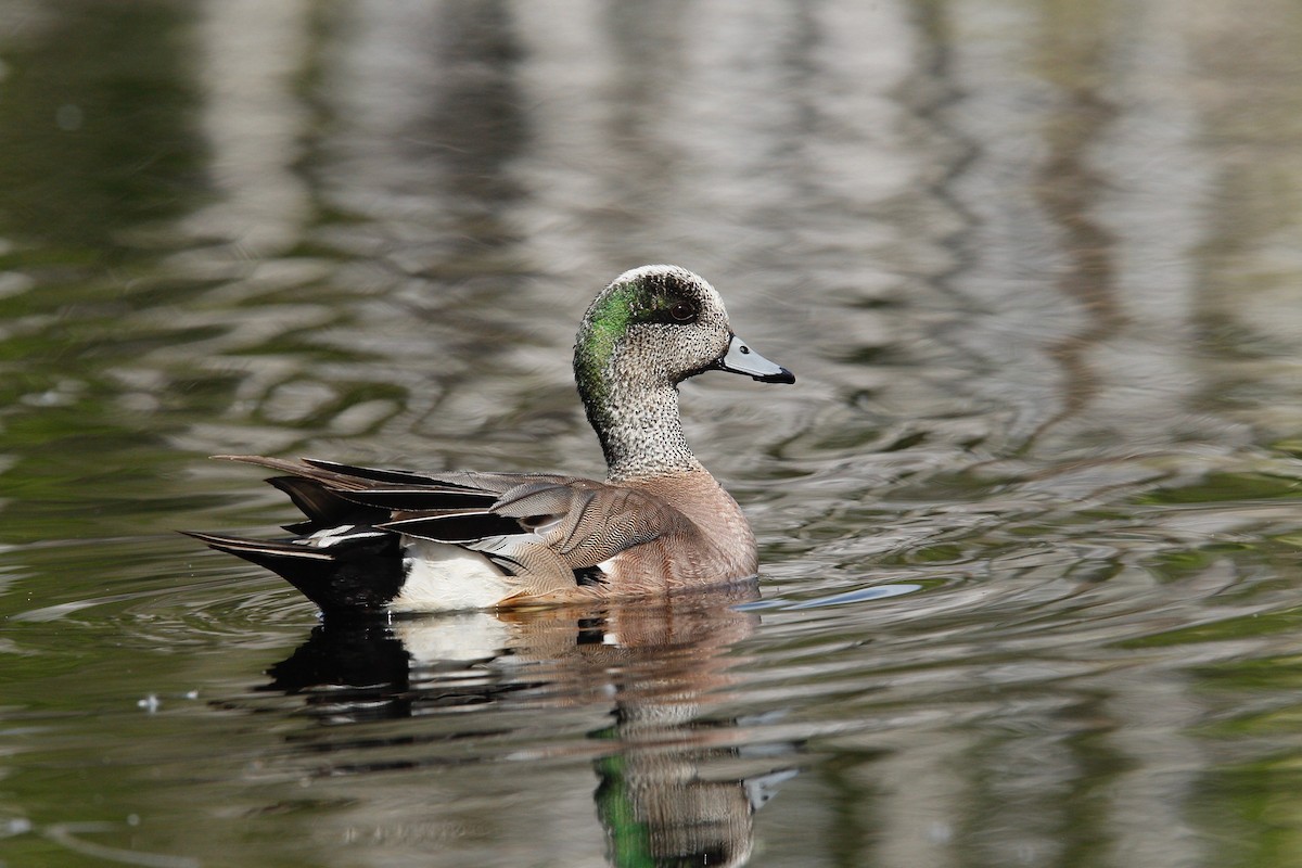 American Wigeon - Bertrand Hamel