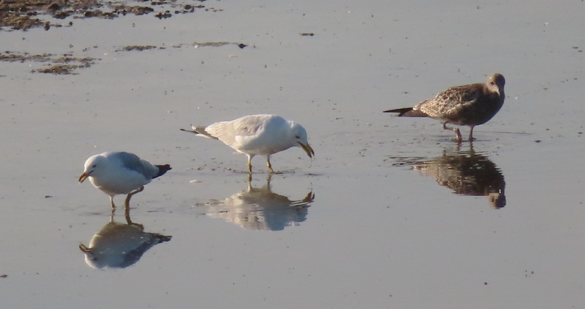 Ring-billed Gull - ML600044491