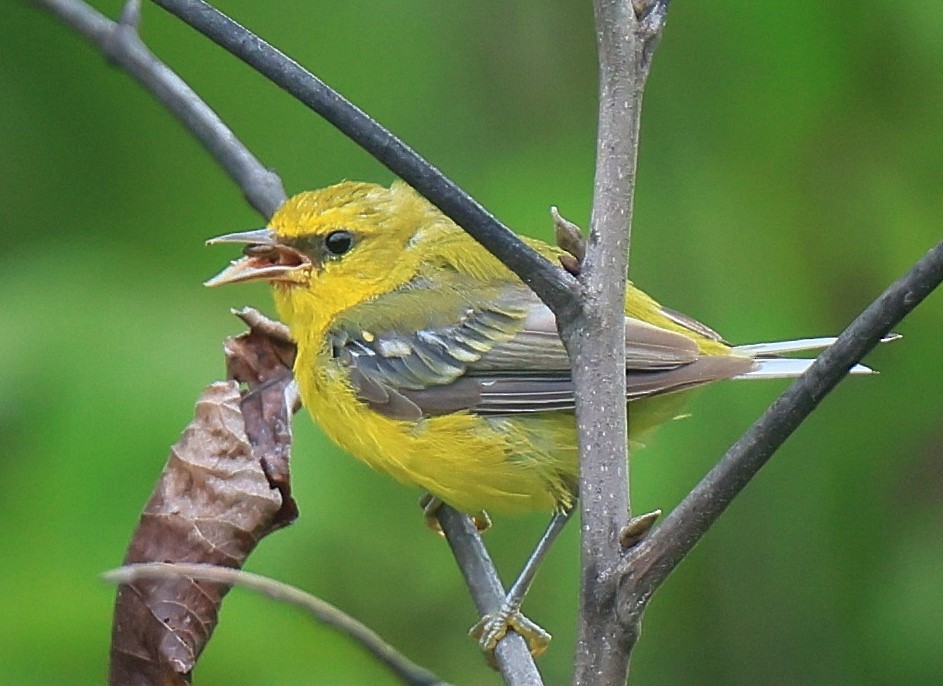 Blue-winged Warbler - ML600044811