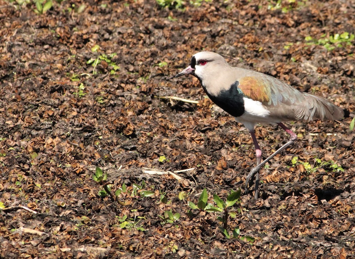 Southern Lapwing - ML600046301