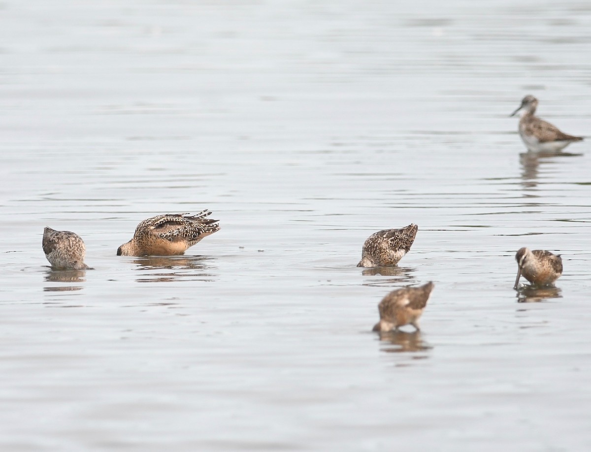 Long-billed Dowitcher - Peter Paul