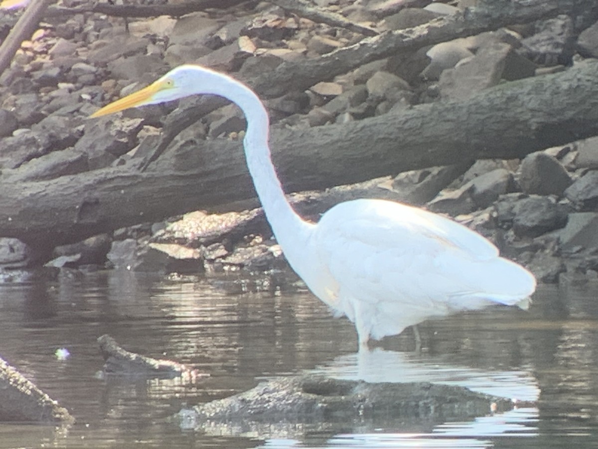 Great Egret - David Bernstein