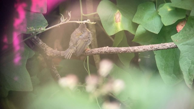 Wilson's Warbler (chryseola) - ML600048631