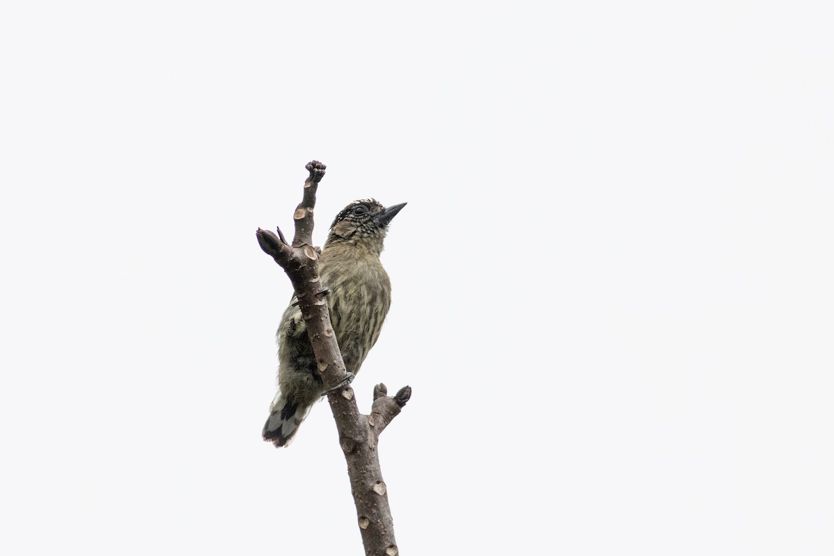 Olivaceous Piculet - ML600048891