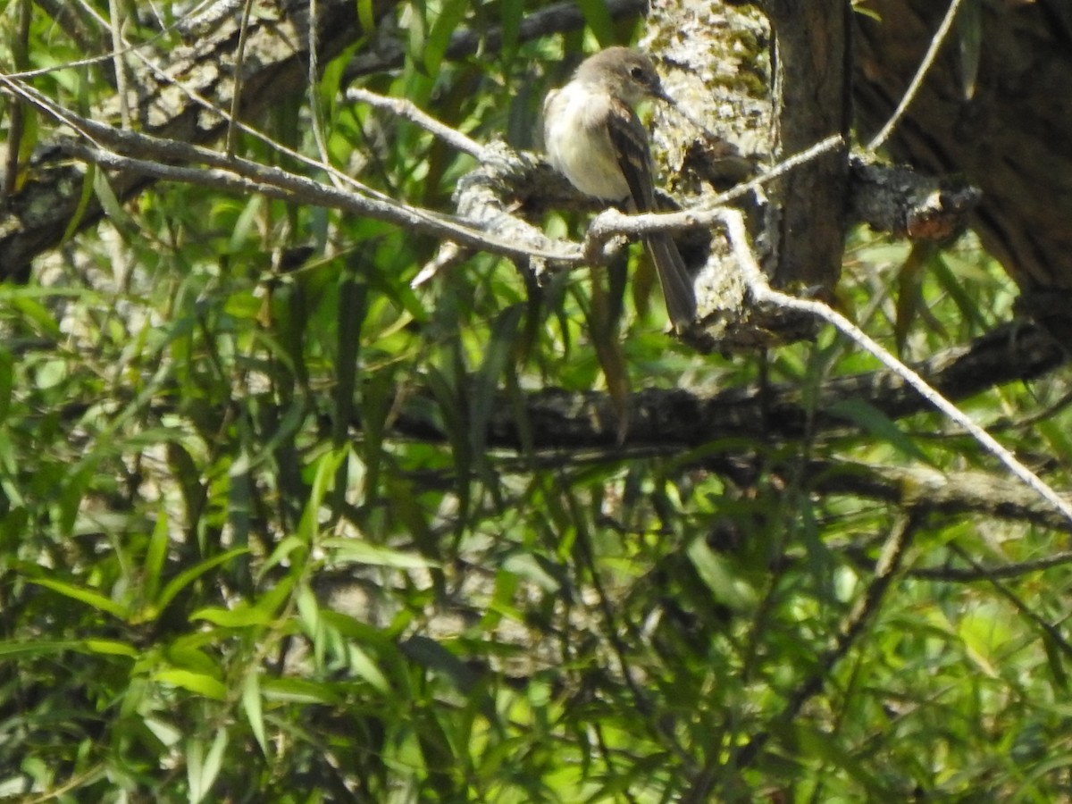 Eastern Wood-Pewee - ML600048911