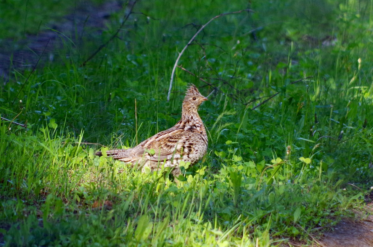 Ruffed Grouse - ML60004951