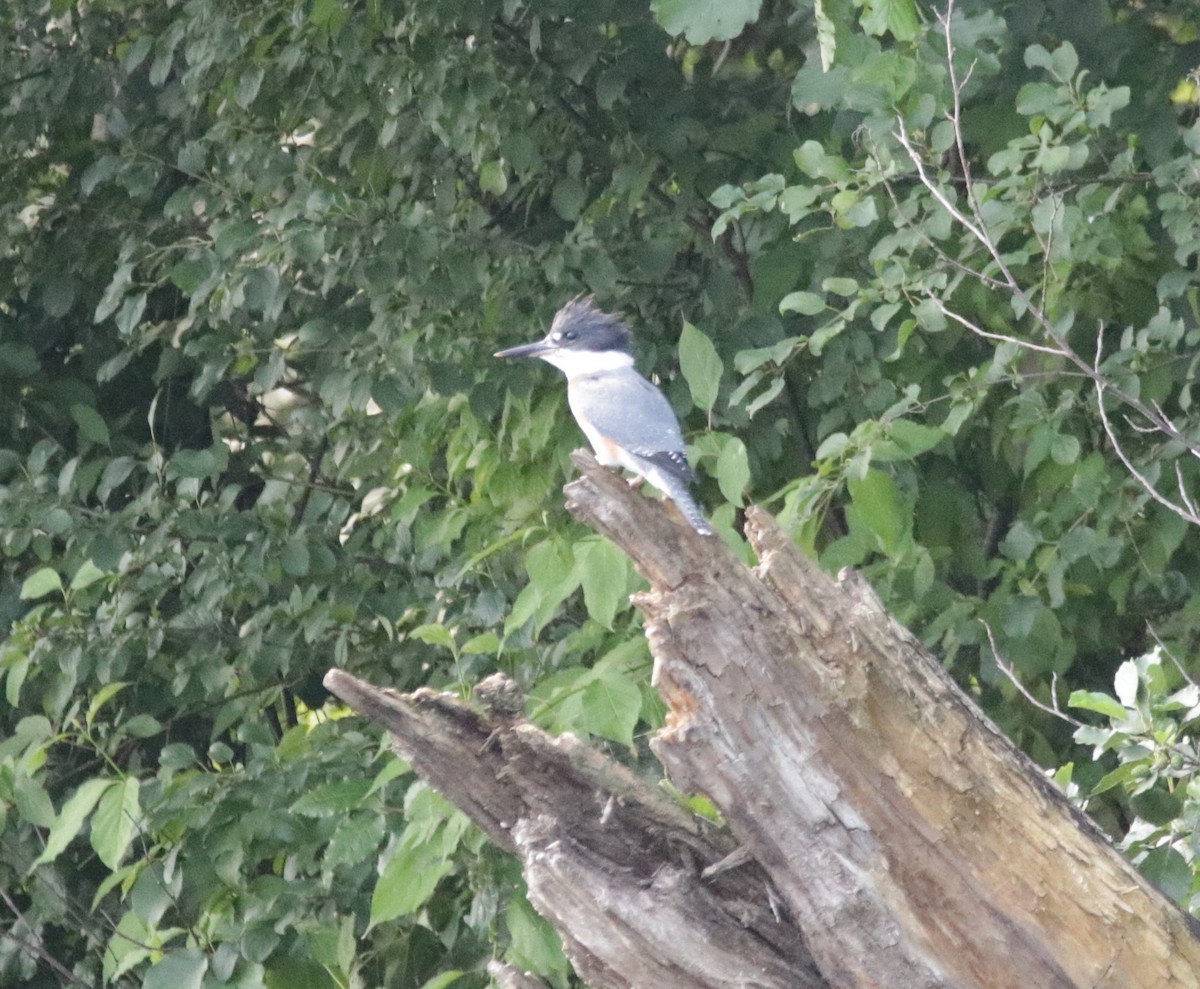 Belted Kingfisher - Kate Schnurr