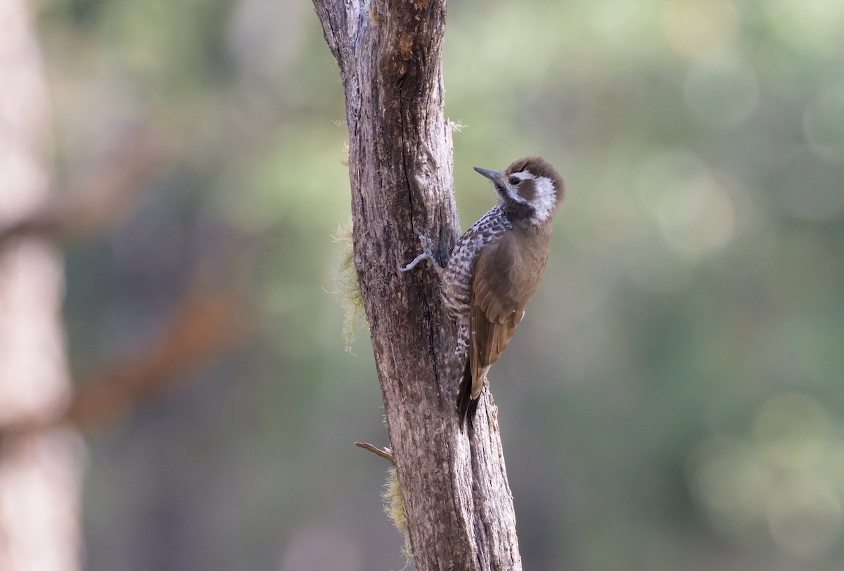 Arizona Woodpecker - ML600050101