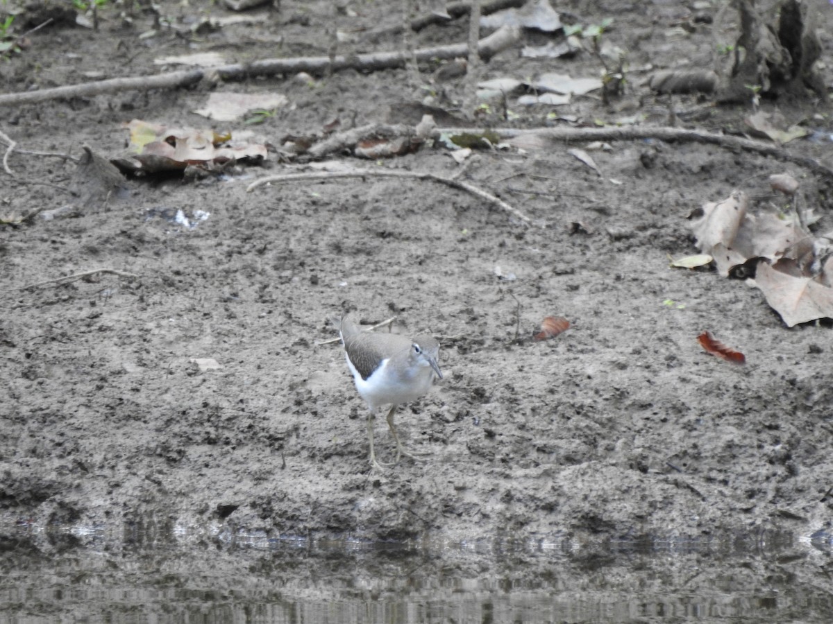 Spotted Sandpiper - ML600050121