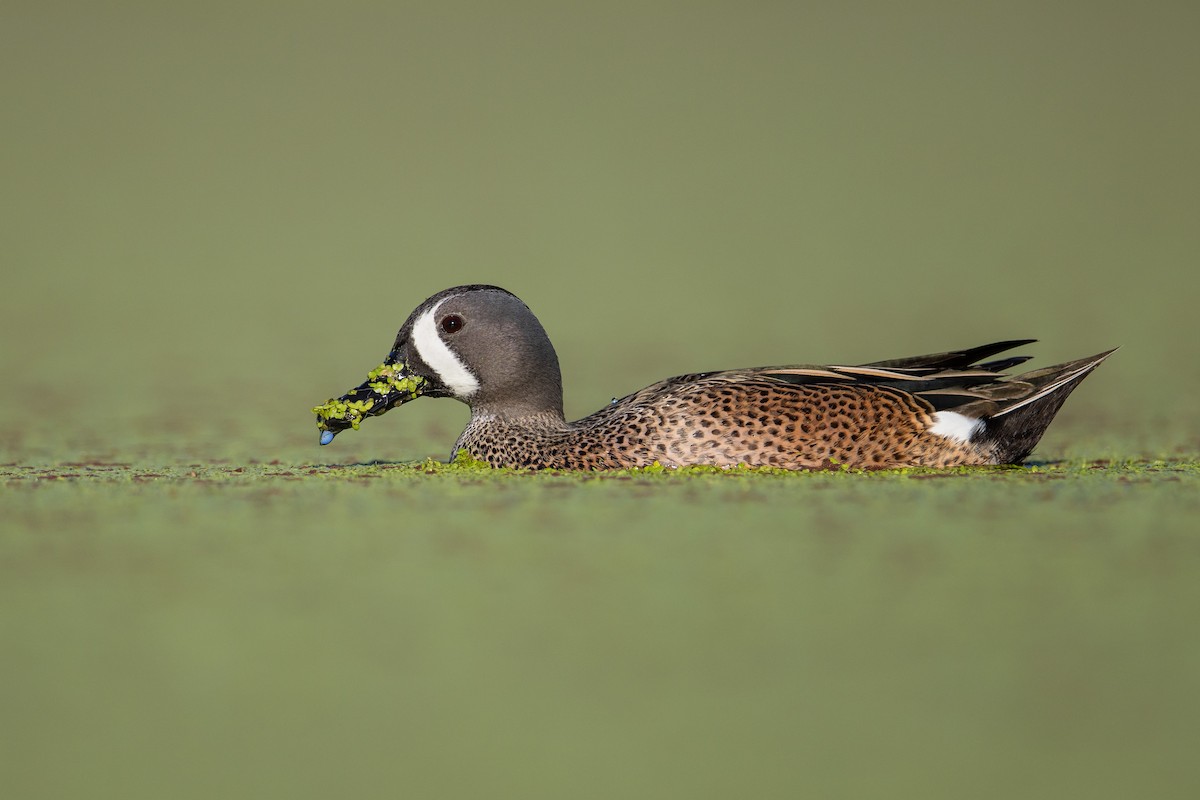 Blue-winged Teal - ML600052321