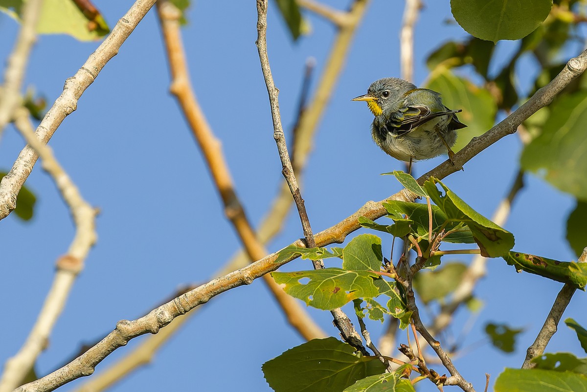 Northern Parula - ML600052761