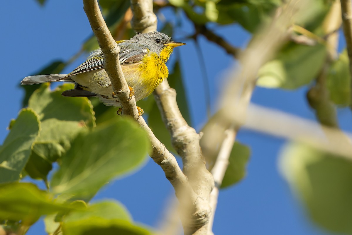 Northern Parula - ML600052771