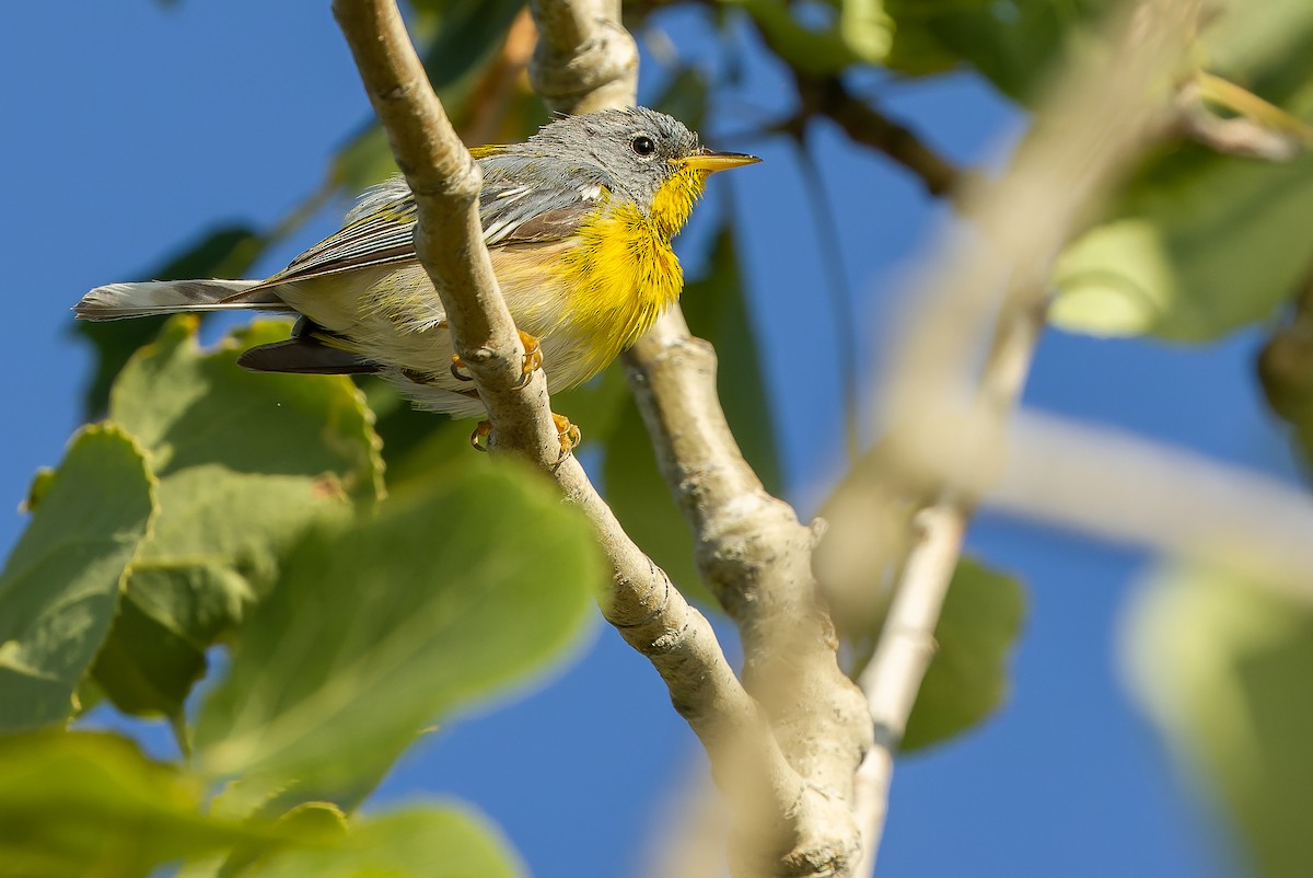 Northern Parula - ML600052781