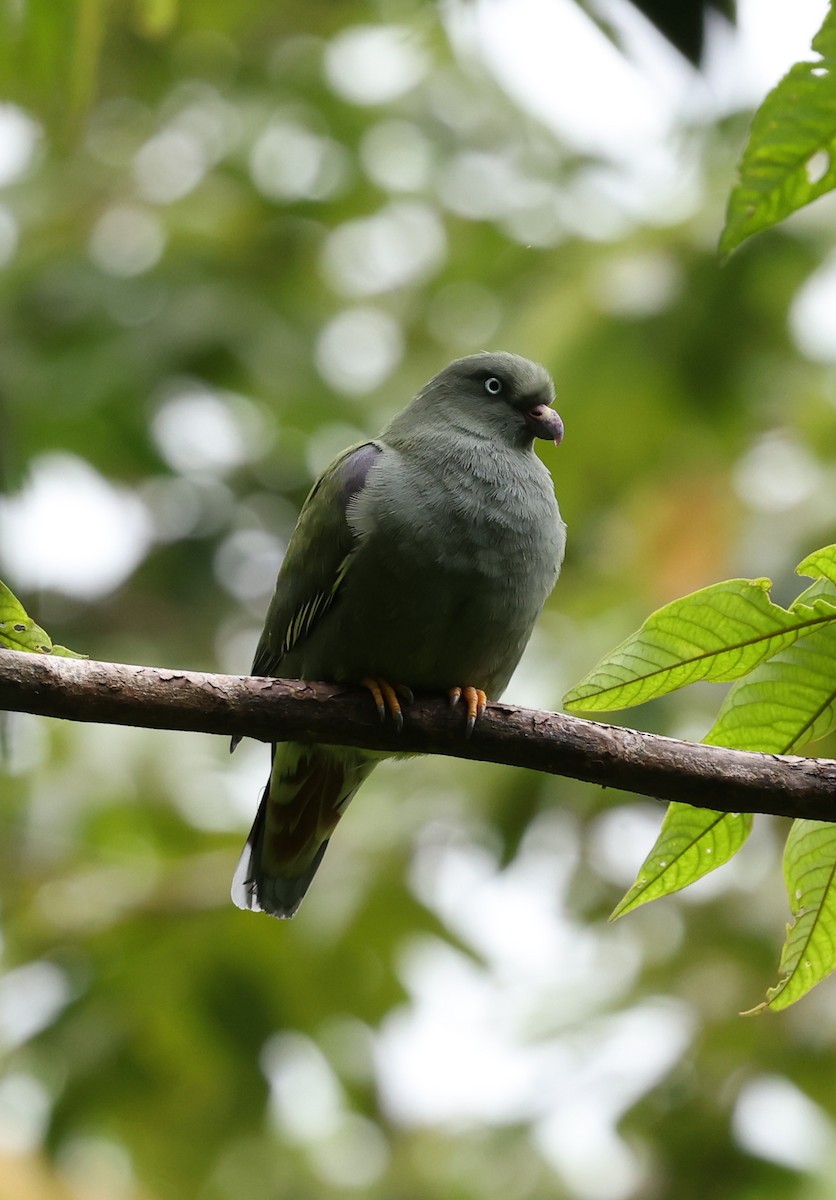Sao Tome Green-Pigeon - ML600054471