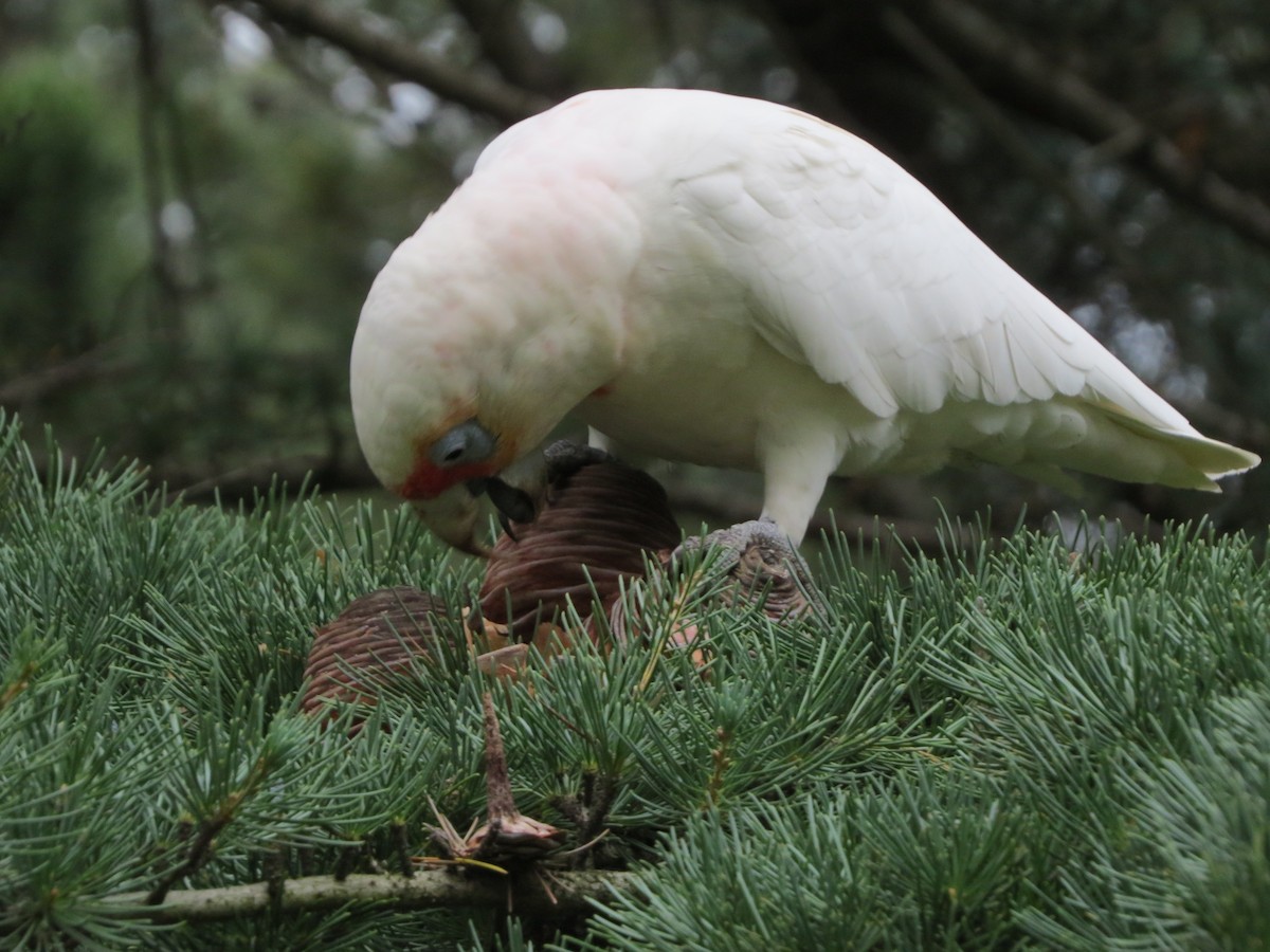 Long-billed Corella - ML60005551