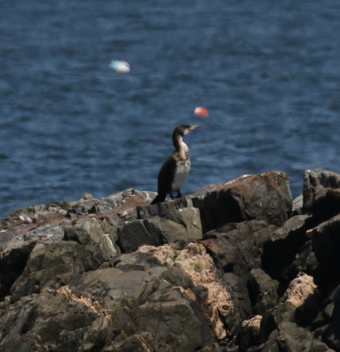 Great Cormorant - ML600055701