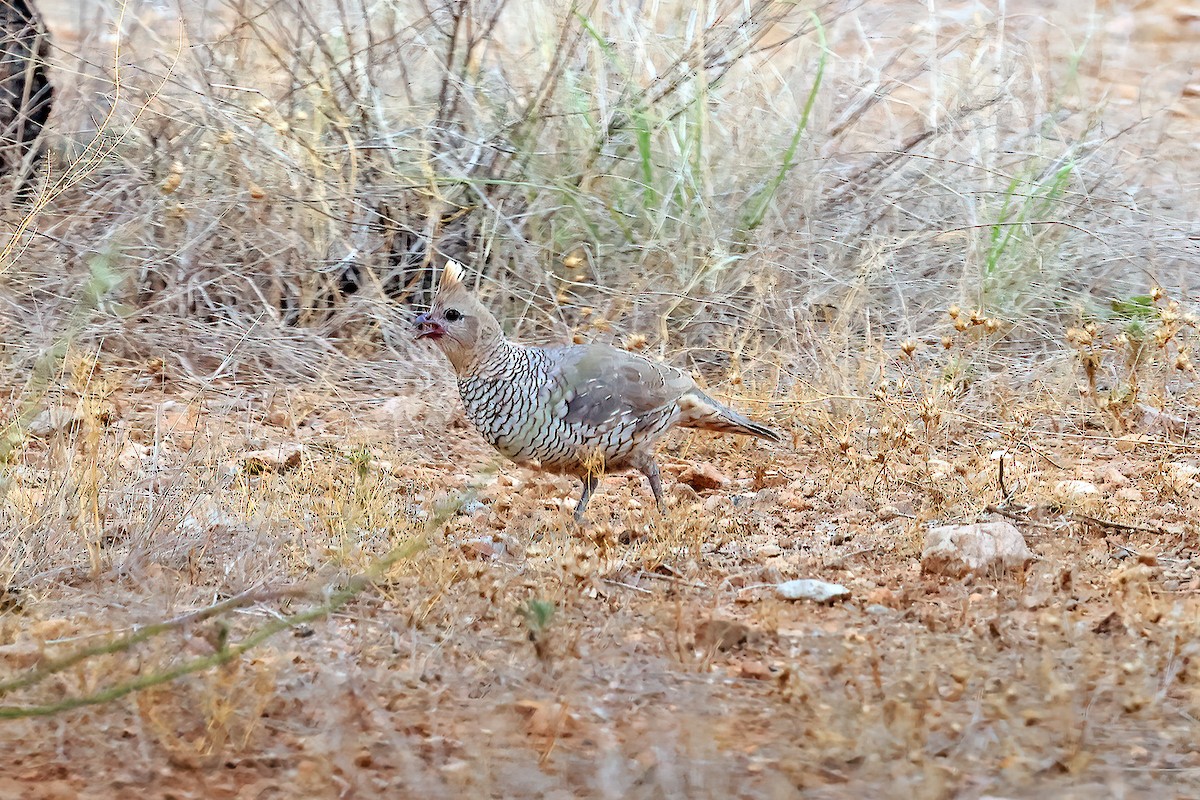 Scaled Quail - ML600055711