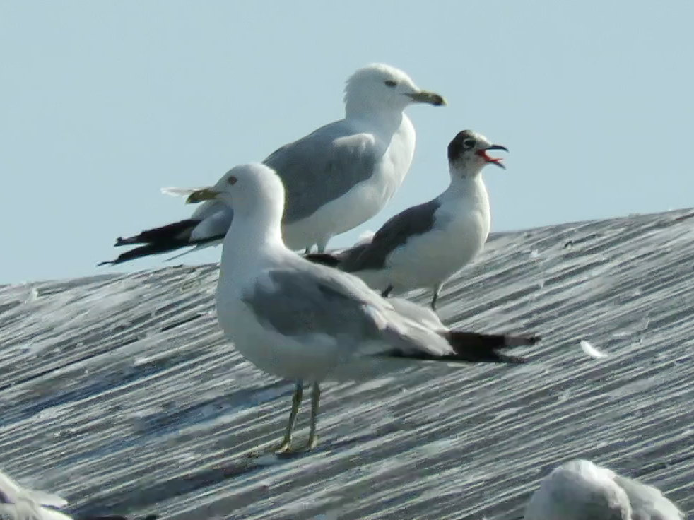 Franklin's Gull - ML600055781