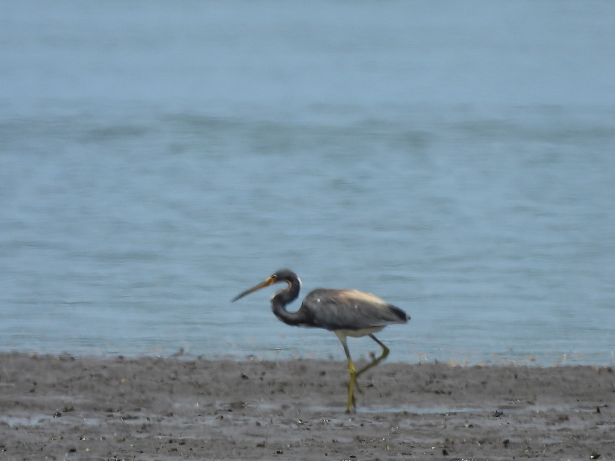 Tricolored Heron - ML600055841