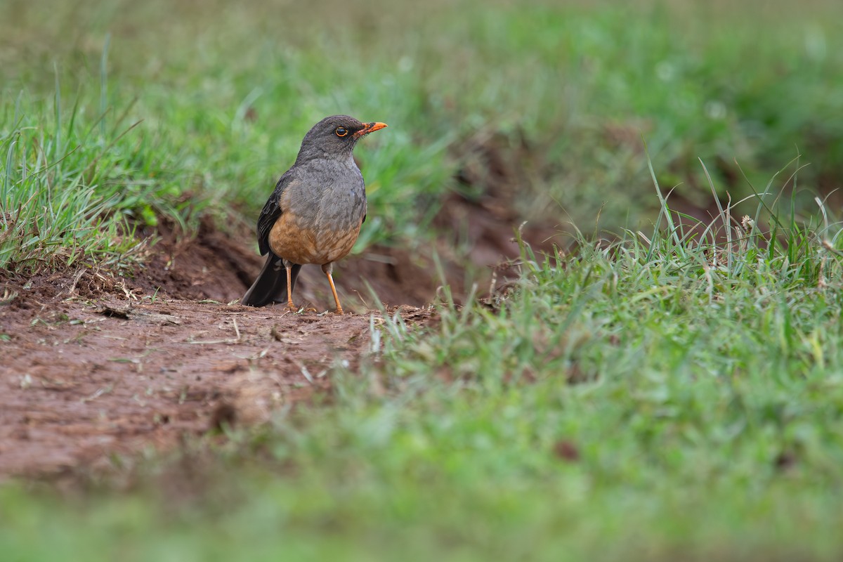 Abyssinian Thrush (Abyssinian) - ML600056011