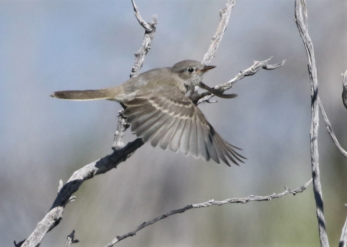 Gray Flycatcher - Dean LaTray