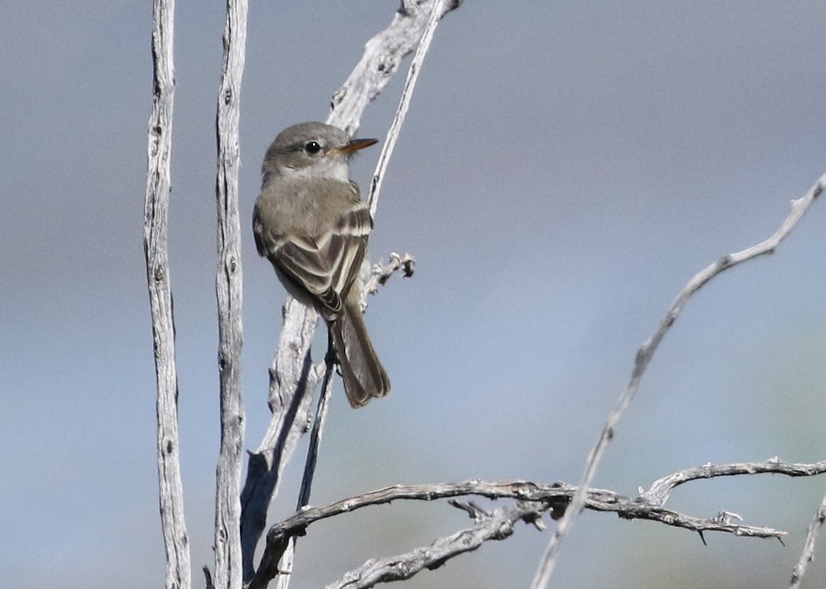 Gray Flycatcher - Dean LaTray