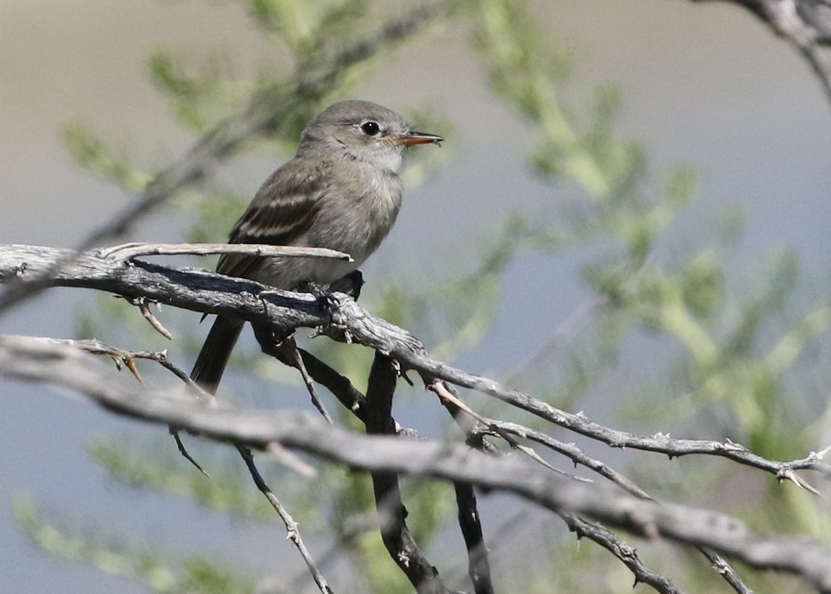 Gray Flycatcher - Dean LaTray