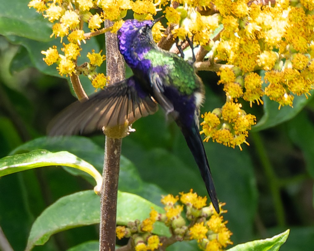 Purple-backed Thornbill - ML600056501