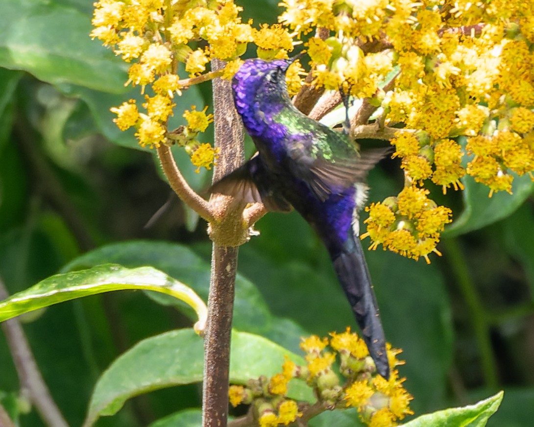 Purple-backed Thornbill - ML600056521