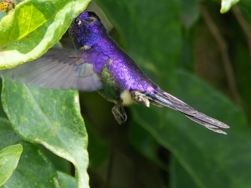 Purple-backed Thornbill - ML600056561