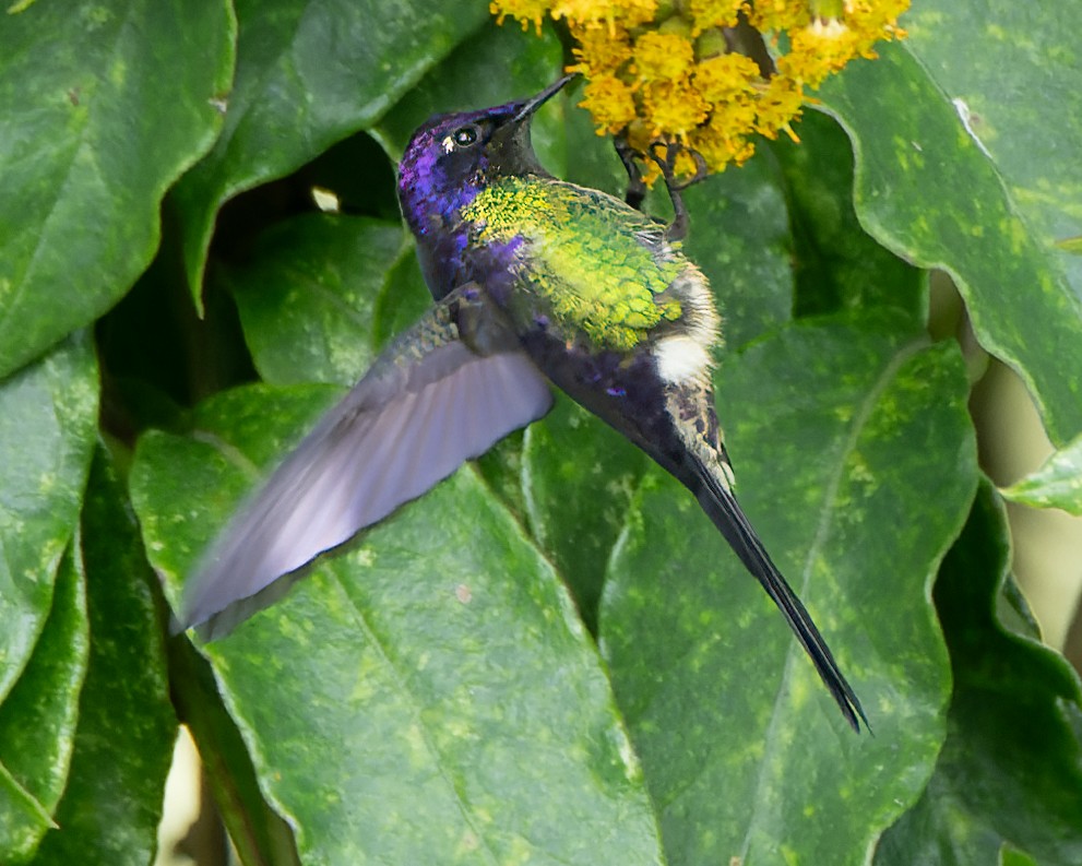 Purple-backed Thornbill - ML600056591