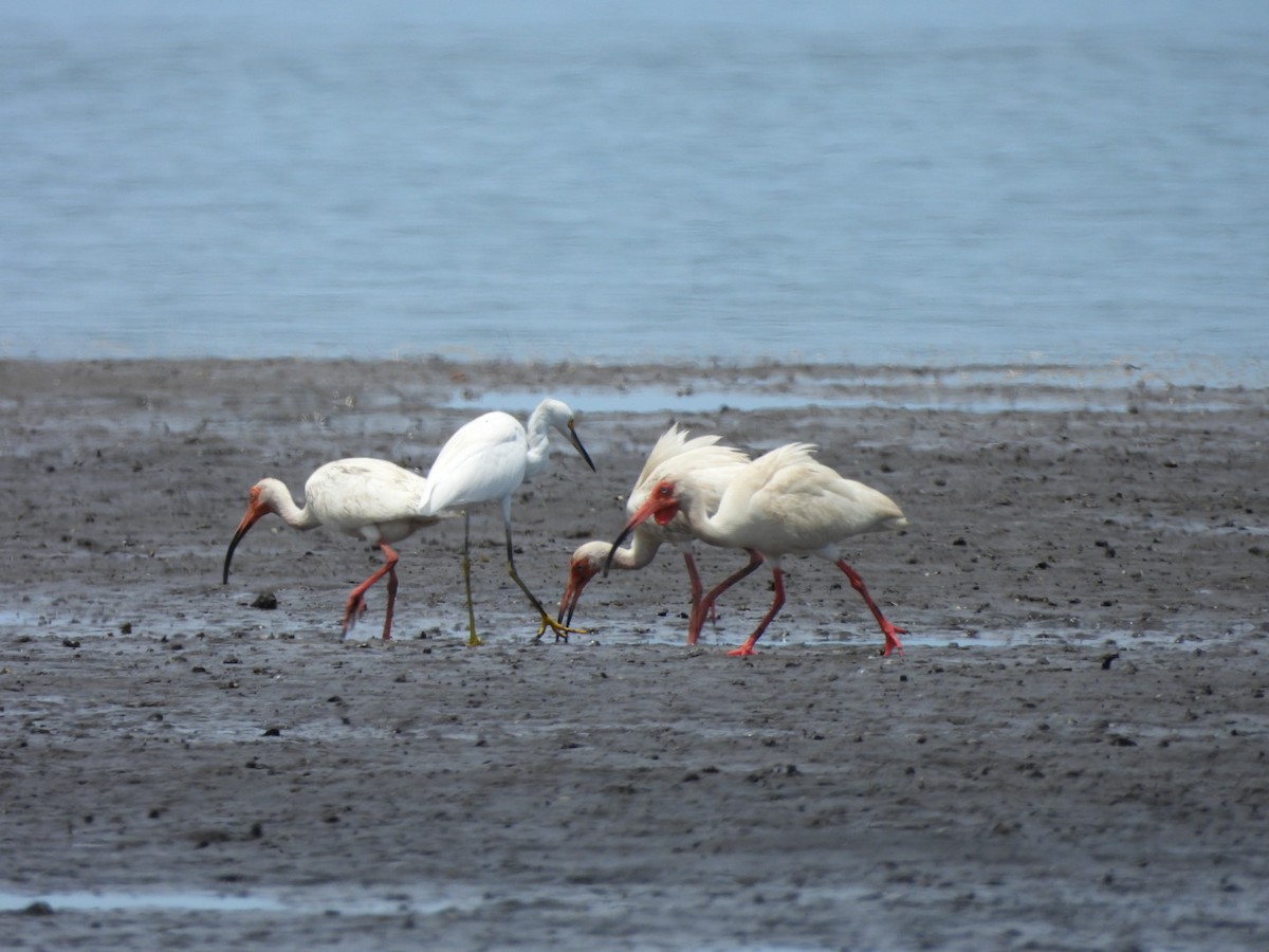 White Ibis - ML600056731