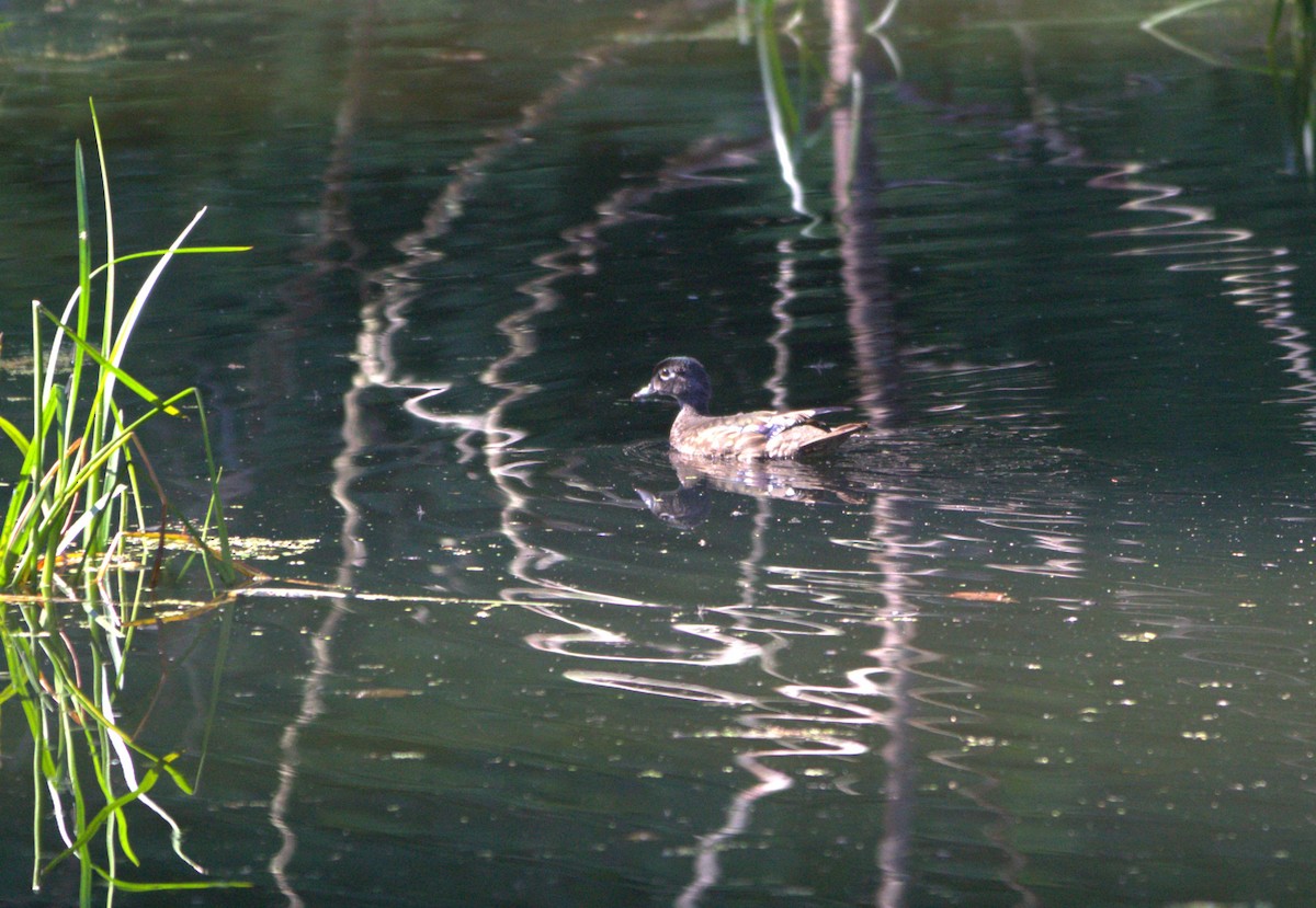 Wood Duck - ML600058021